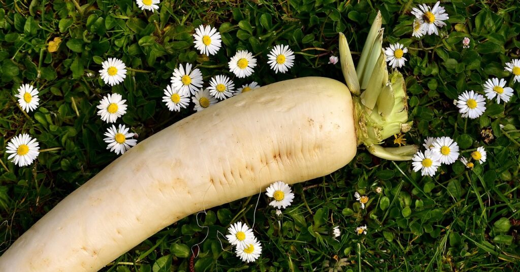 鹿児島の桜島大根を使ったおすすめサラダレシピは？