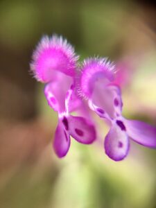 佐賀で絶対に行きたいいかしゅうまいのおすすめ店は？