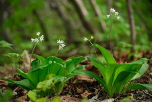 大分で地獄蒸しを楽しめる食べられる場所はどこですか？