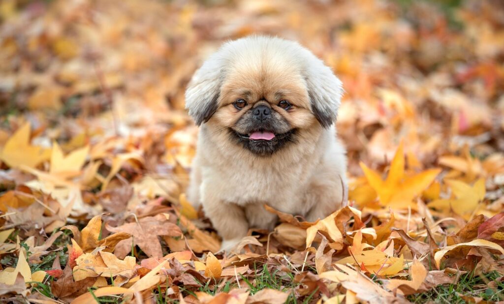 大分で食べるべきとり天のおすすめ店は？