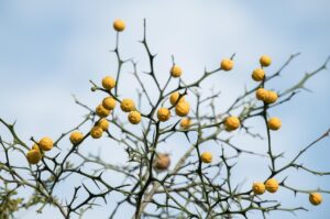 鹿児島のあくまきをお土産に選ぶべき理由は？