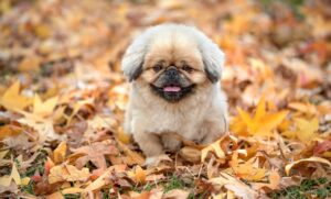 鹿児島のさつま揚げ食べ比べでおすすめの店は？
