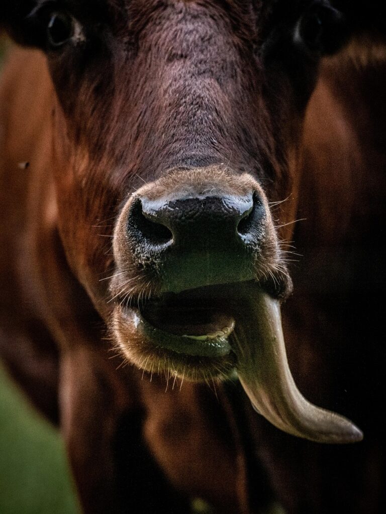 九州のご当地定食屋ランキングでおすすめのお店は？