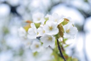 奄美大島の郷土料理特集で知っておきたい名物とは？