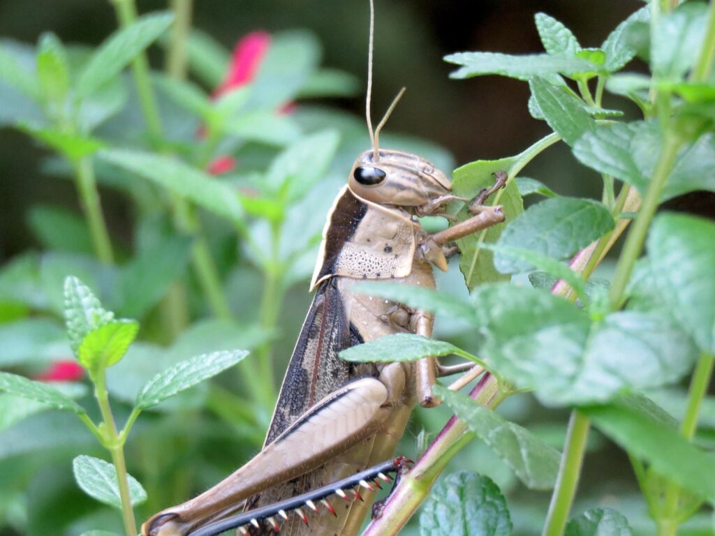 長崎名物の食べ歩きでおすすめのグルメスポットは？