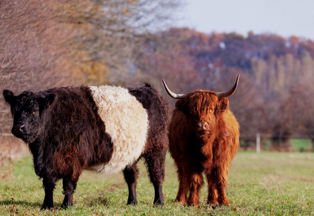 鹿児島の黒牛がなぜ有名なのかその理由を解説しますか？