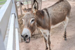九州のご当地グルメでSNSで話題の本当にうまい料理は？