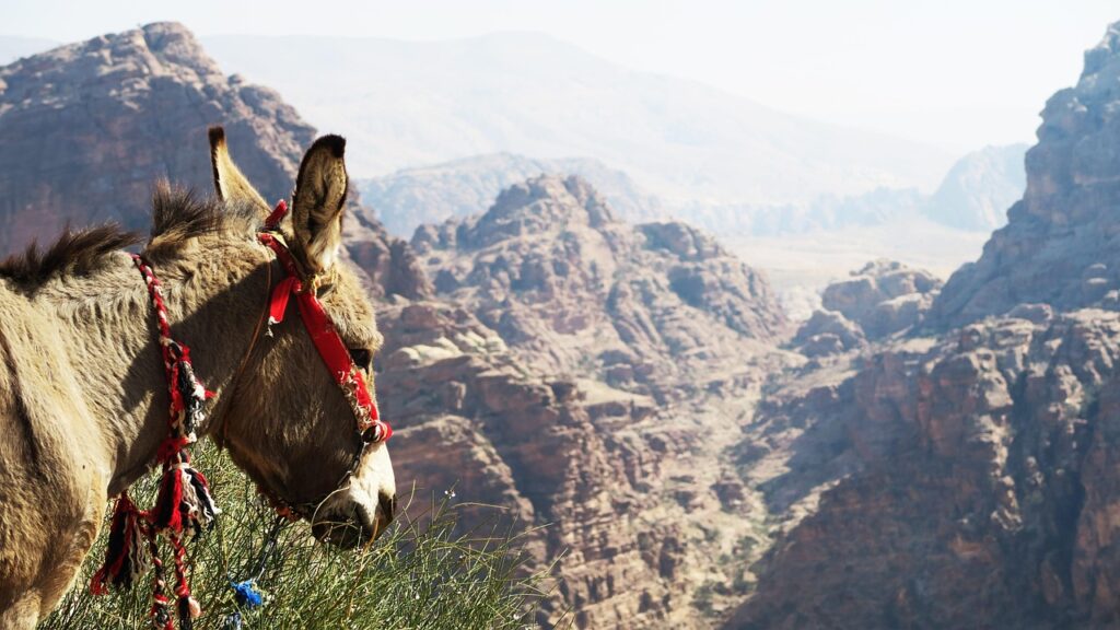 九州のご当地グルメを通販で楽しむ初心者向けガイドは？