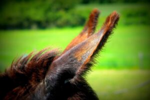 佐賀のご当地グルメが有名な理由とは？