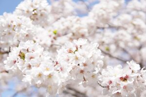 佐賀の唐津で訪れるべき有名グルメ店はどこですか？