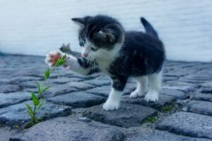 九州のスイーツは本当に美味しい？口コミでわかるおすすめ情報とは？