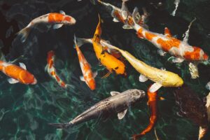 九州の魚料理でおすすめはどれ？