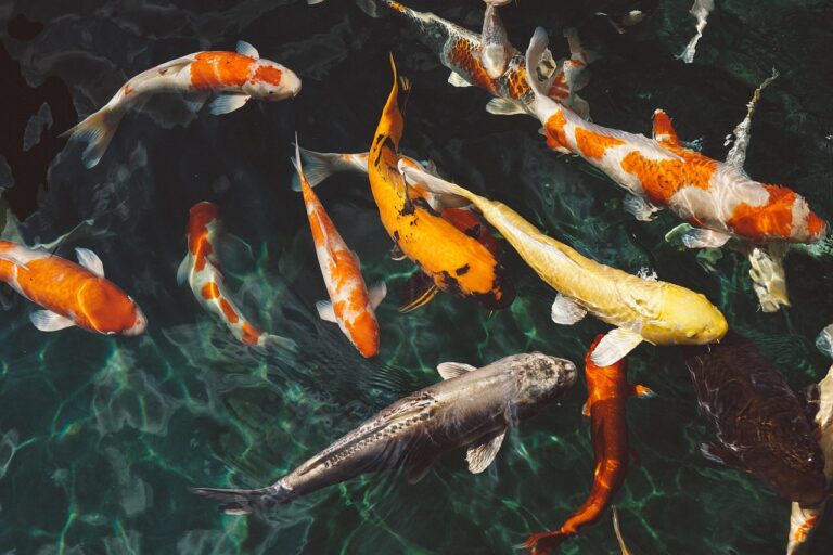 九州の魚料理でおすすめはどれ？